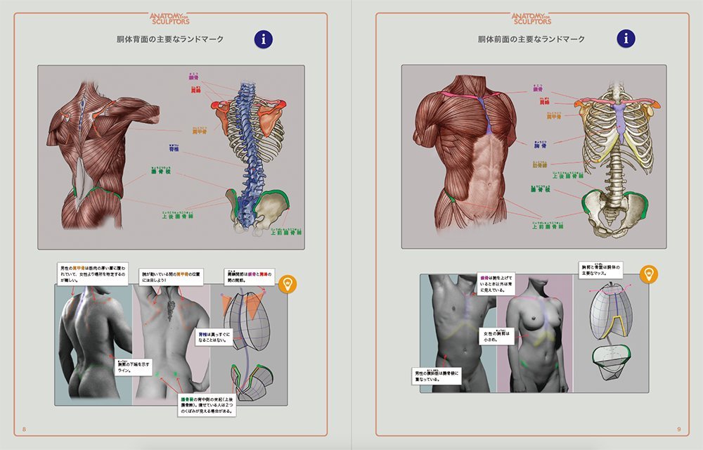 美術解剖学オススメの勉強法（３） - 美術解剖学モデル海斗